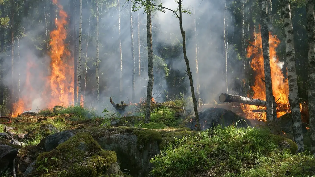 incendiu de vegetatie in japonia flacarile au facut scrum o suta de hectare de padure