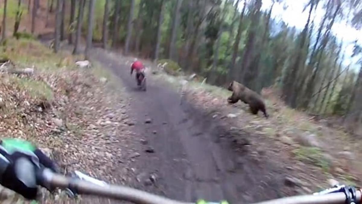 biciclist urmarit de urs prin padure video