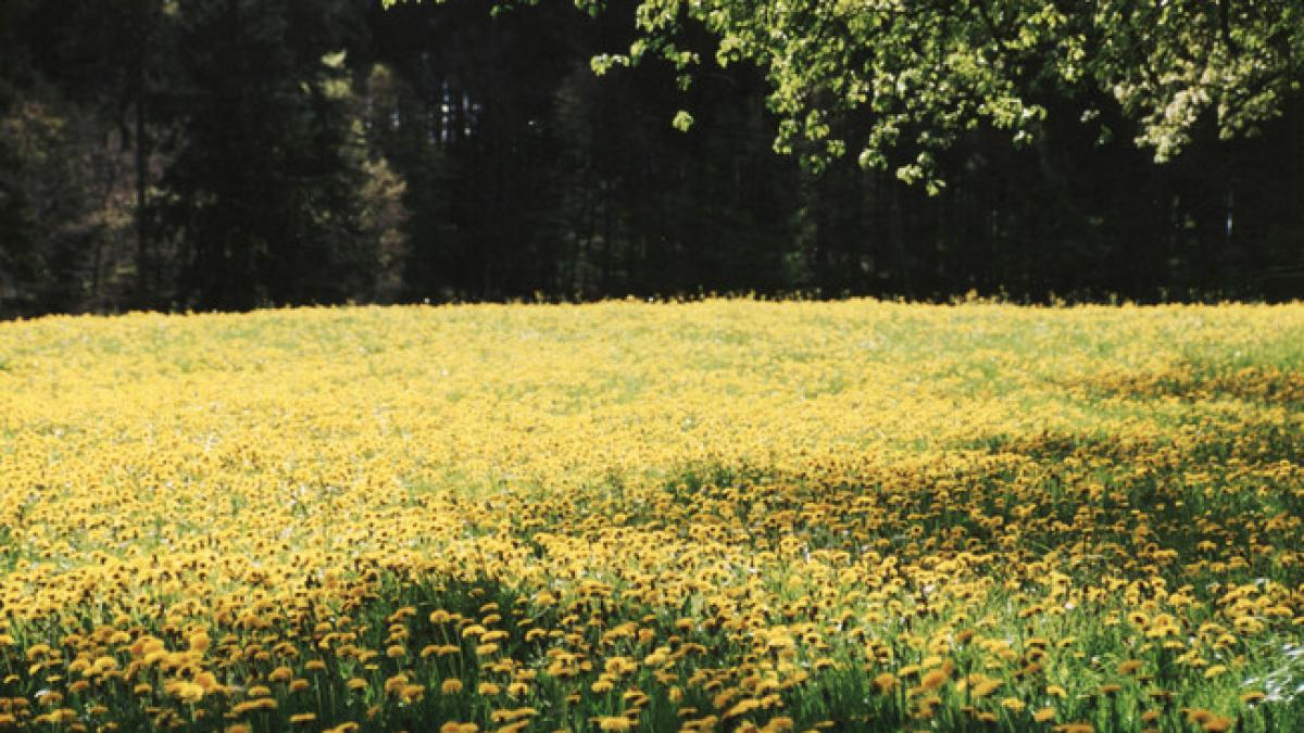 premiera in romania s a descoperit un nou tip de pasare
