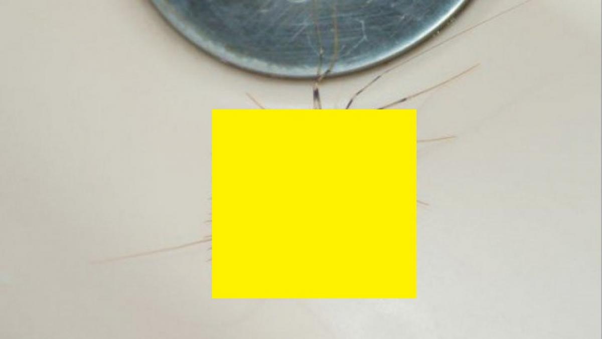 daca vezi aceast gandac in casa ai face bine sa nu l omori ce pericol te paste