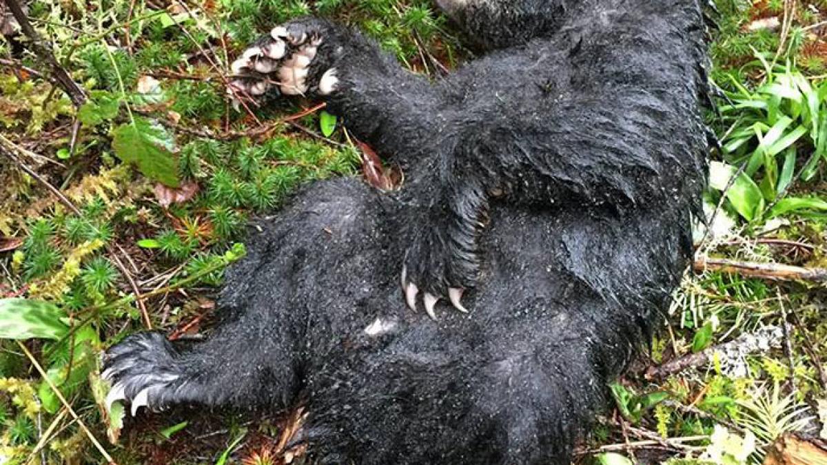 se plimba cand a dat peste un pui de urs pe moarte si a riscat viata ca sa l salveze dar acum ar