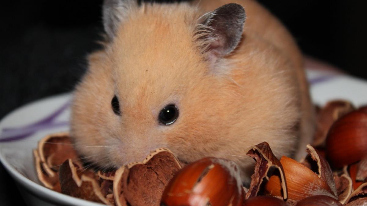 si a bagat hamsterul la microunde pentru ca a fost provocata de prieteni ce reactii au avut oamenii