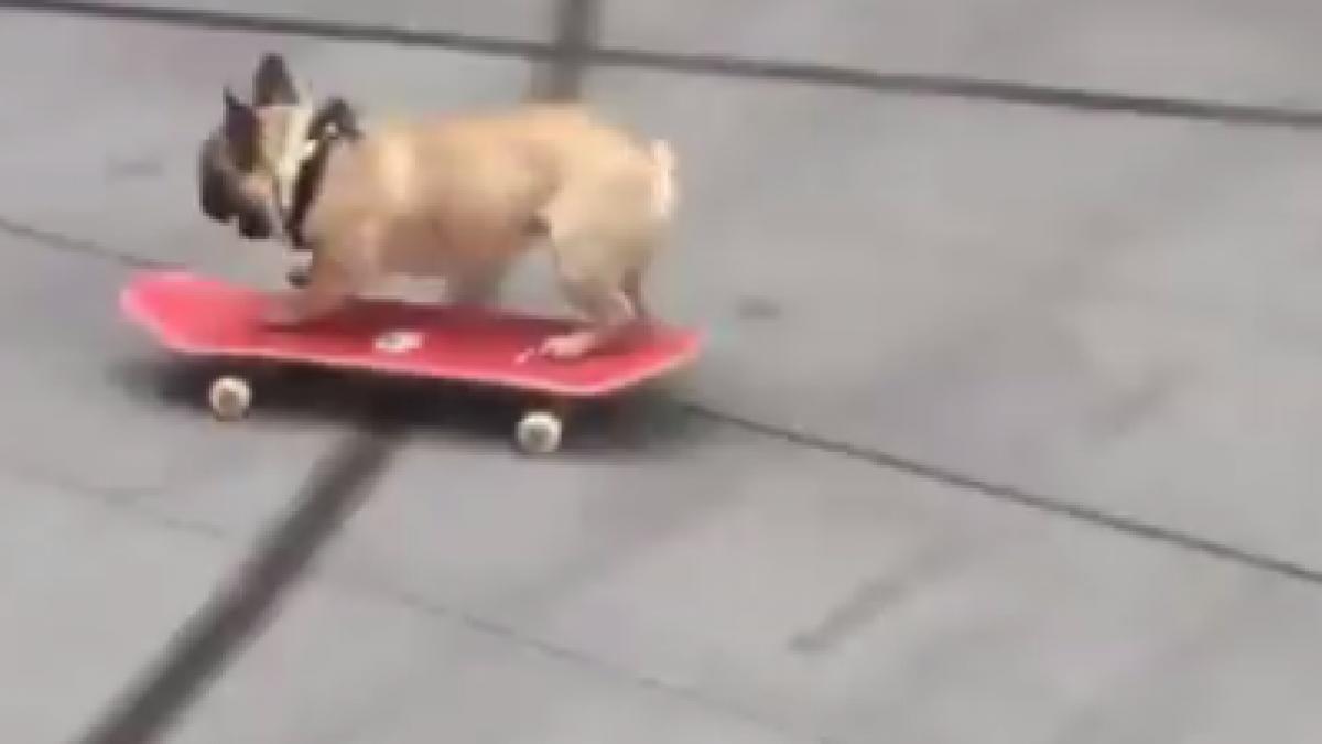 un caine care mergea pe skateboard s a izbit de usa sediului bbc video