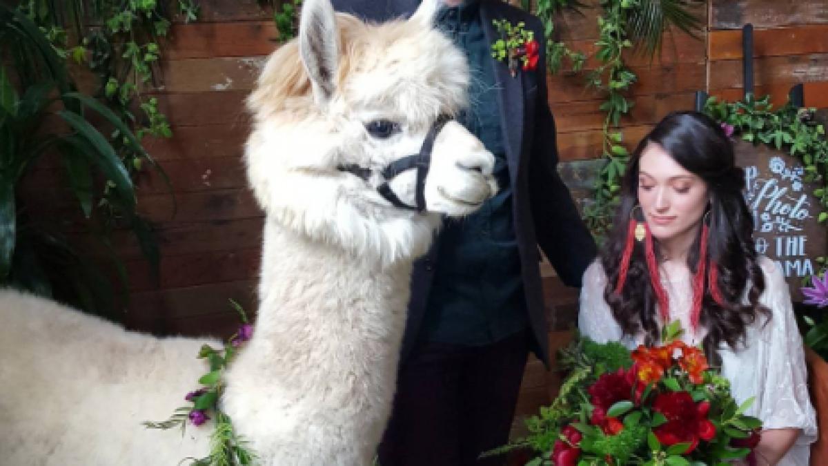 cei mai neobisnuiti invitati ai unei nunti foto