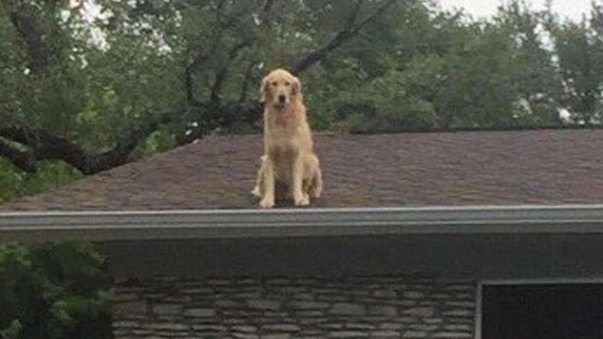 au vazut un caine pe acoperisul vecinilor si au batut disperati la usa acestora raspunsul primit i