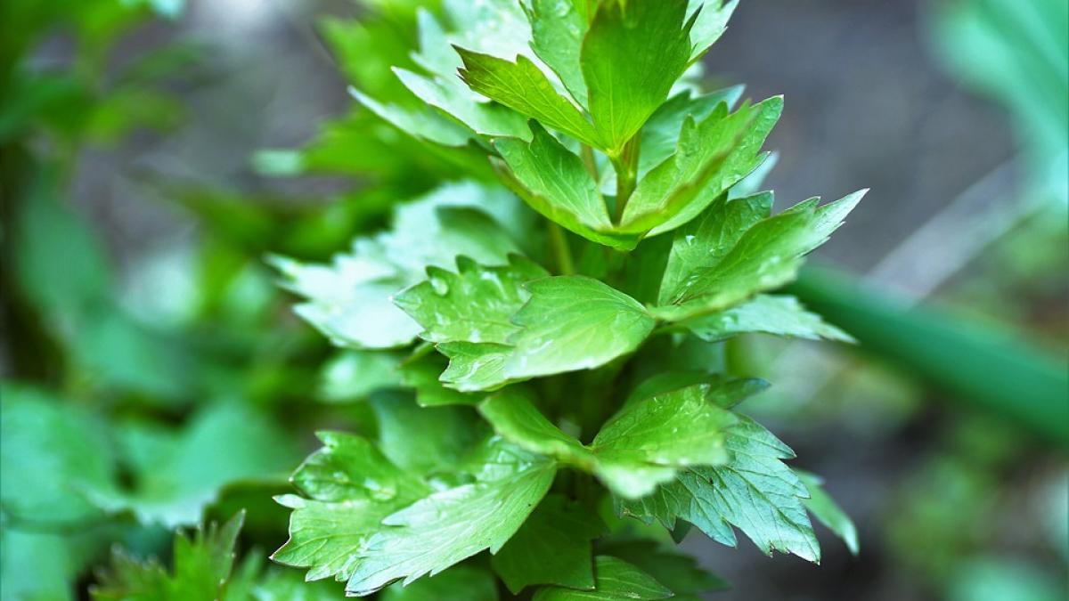 avertisment nu mai puneti leustean in ciorba daca va aflati in aceasta situatie