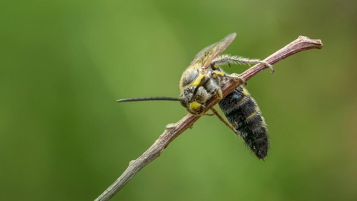 O specie rară de viespe a ucis un om în România. Bărbatul a murit aproape instant