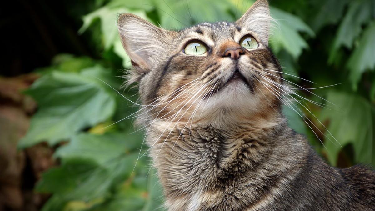 o pisica si a pierdut toti puii la nastere apoi a aparut acest orfan ce a urmat e incredibil foto