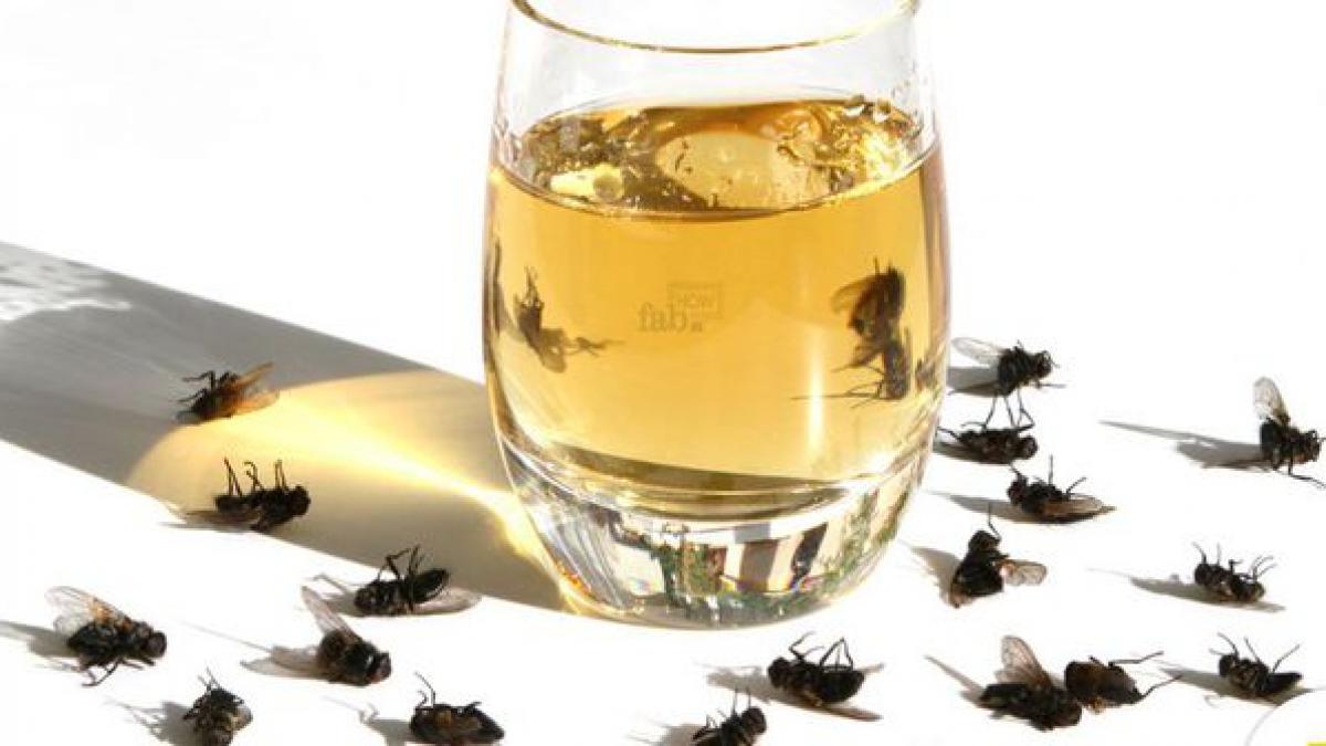 solutia naturala care te scapa de muste pentru totdeauna