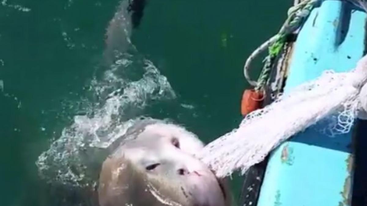 ce a facut un pescar din australia cand un rechin i a prins navodul plin cu peste video