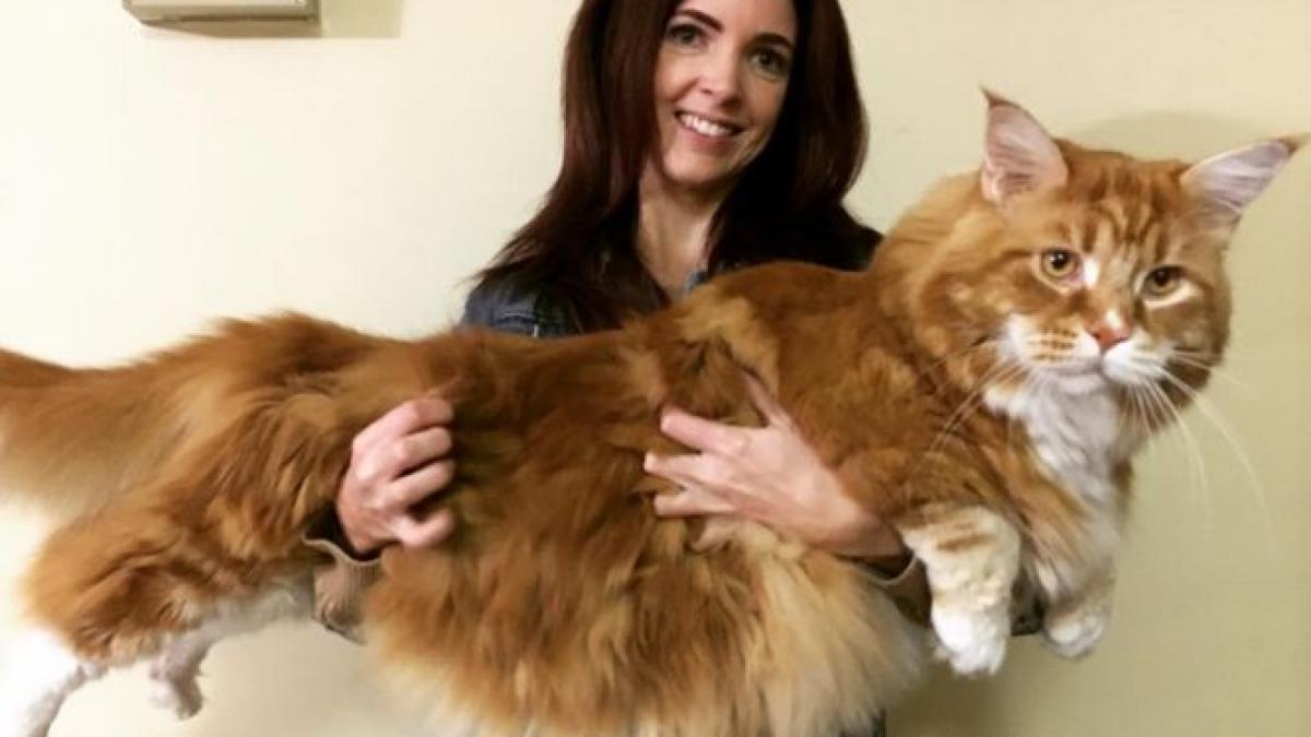 el e omar probabil cel mai lung motan din lume cu ce il hranesc stapanii