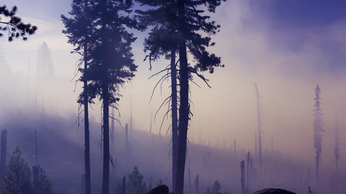 greenpeace romania solicita interventia romsilva intr un caz de alunecari de teren iminente in bacau