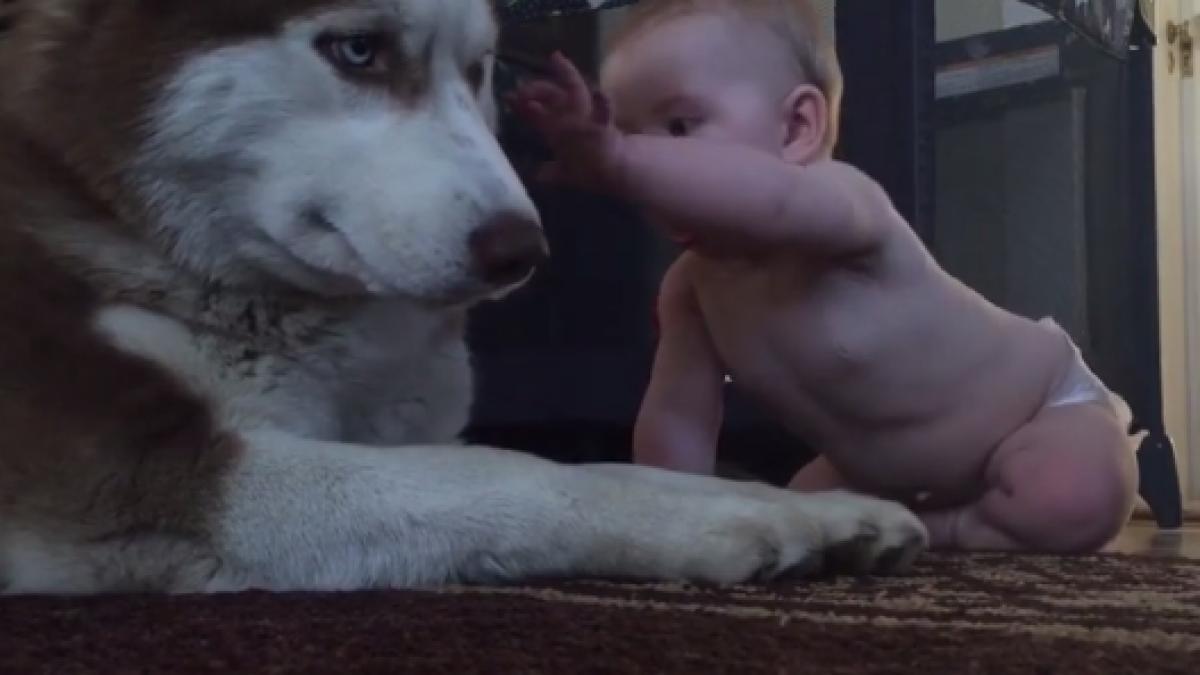 bebelusul lor se apropia de un caine urias ce a urmat este incredibil video