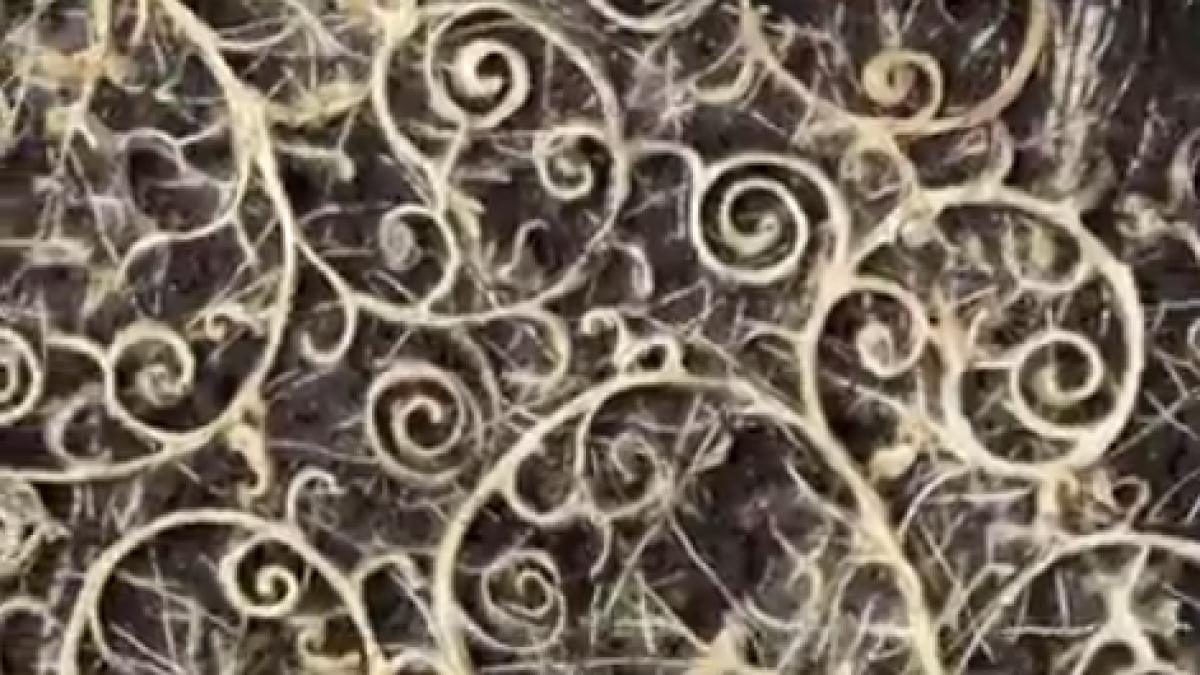 ideea ingenioasa a unei artiste ce a reusit sa faca din radacinile plantelor video