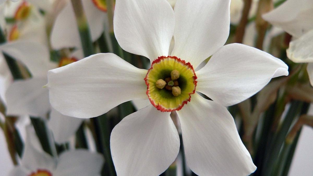 locul din romania in care o floare costa 5 000 de lei