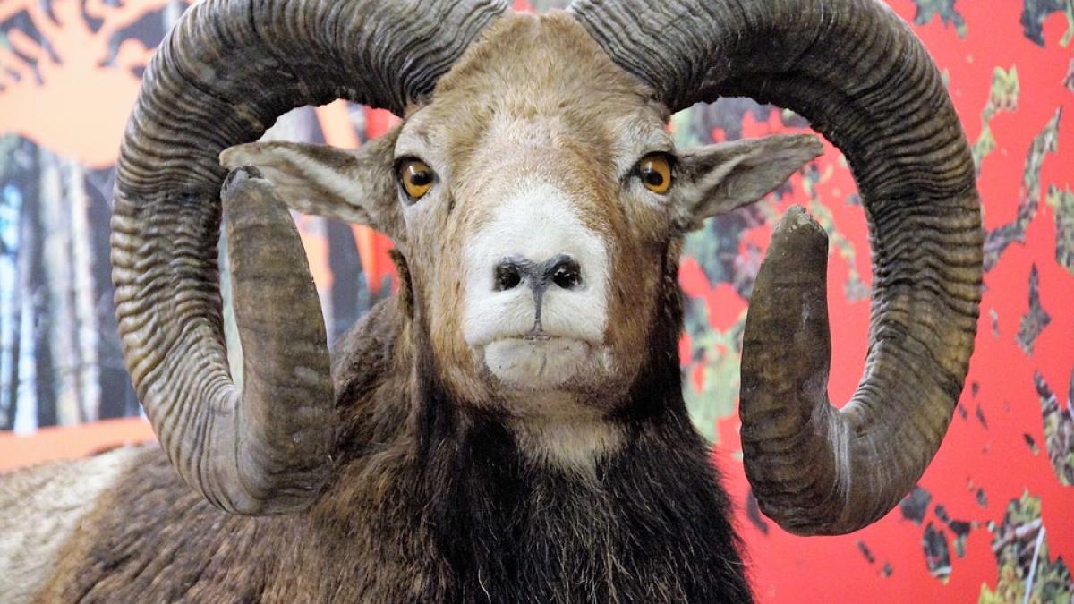 noaptea muzeelor 2017 un muflon european conservat in depozitele muzeului de stiintele naturii din