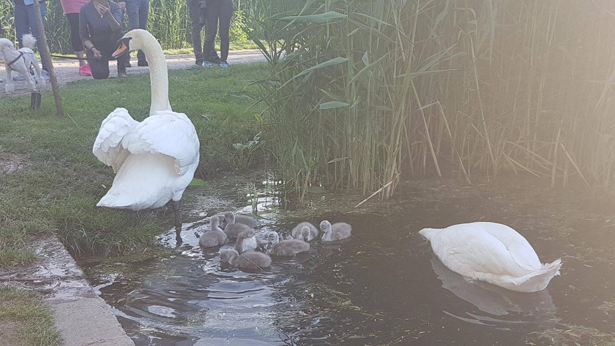 minune in parc ce vad bucurestenii in aceste clipe