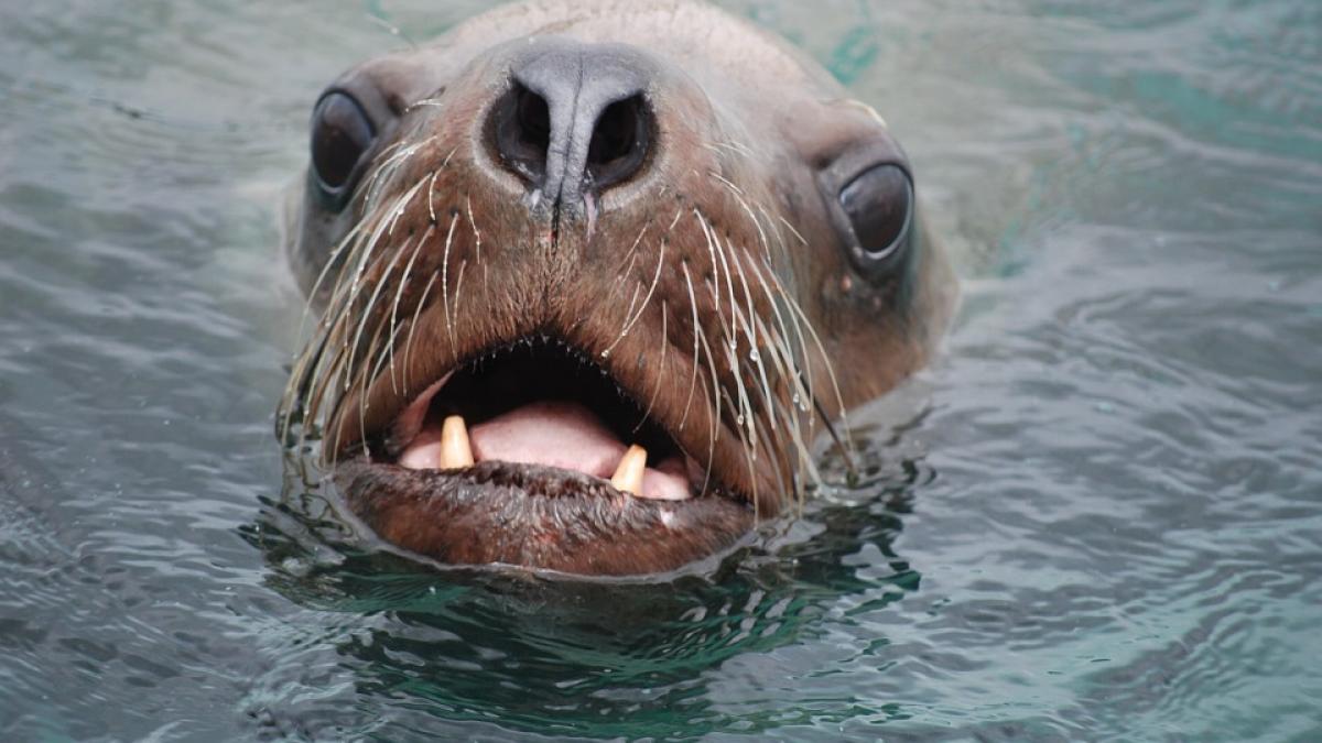 o fetita a avut parte de clipe traumatizante dupa ce un leu de mare a tras o in apa video