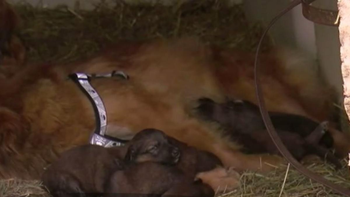 au auzit sunete ciudate intr un hambar cand s au apropiat oamenii au ramas fara cuvinte ce au