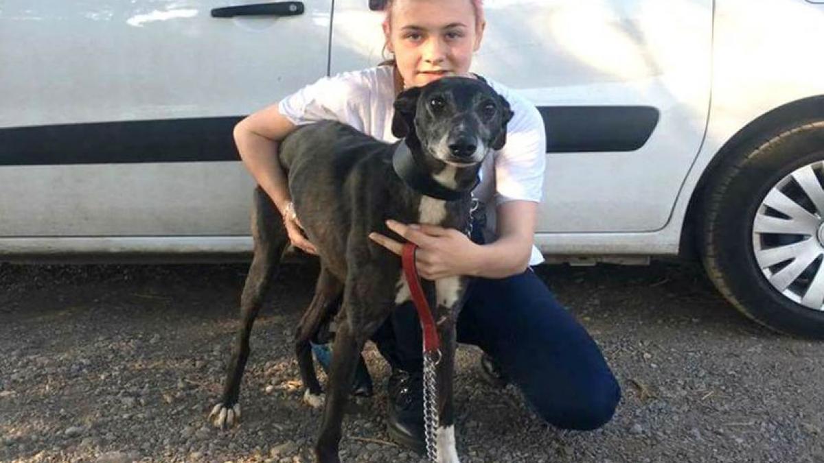 hotii i au furat cainele si credea ca nu l va mai revedea vreodata trei ani mai tarziu a primit un