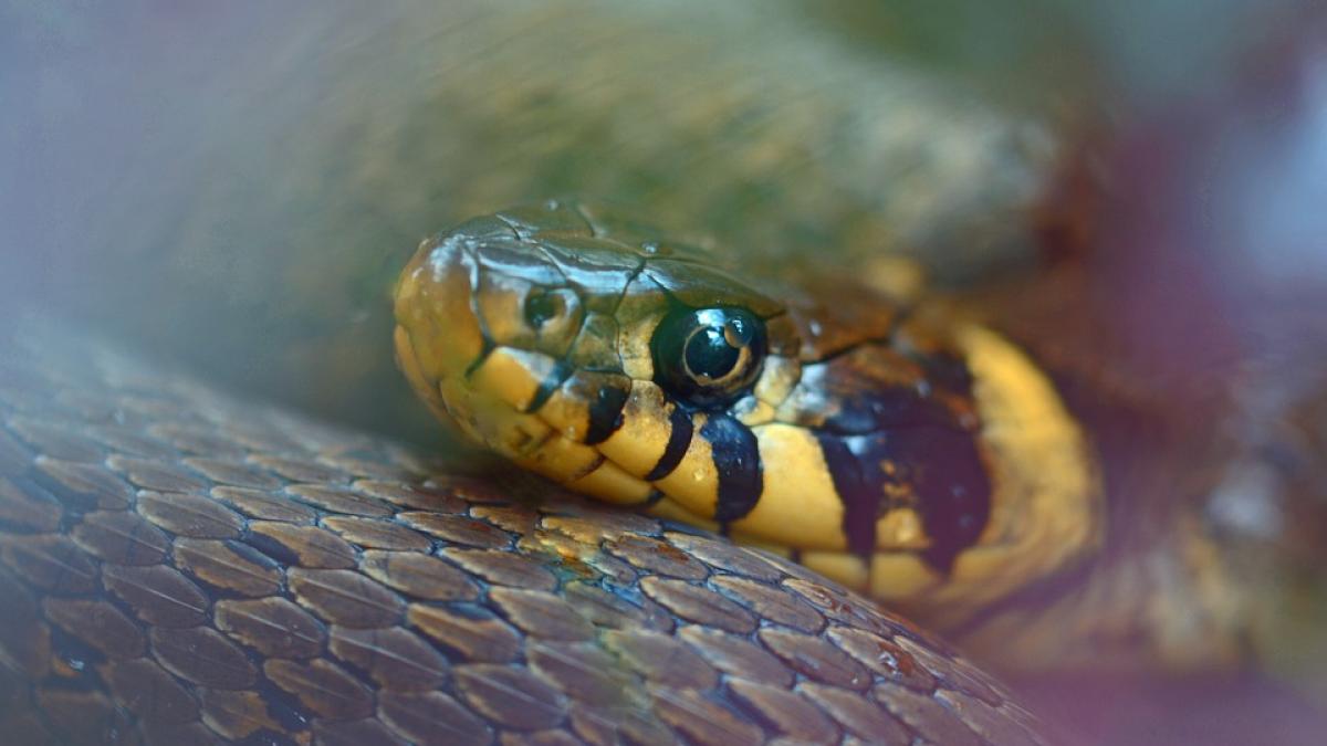 un barbat din gorj a chemat de urgenta pompierii sa scoata un sarpe ascuns in casa lui ce a urmat