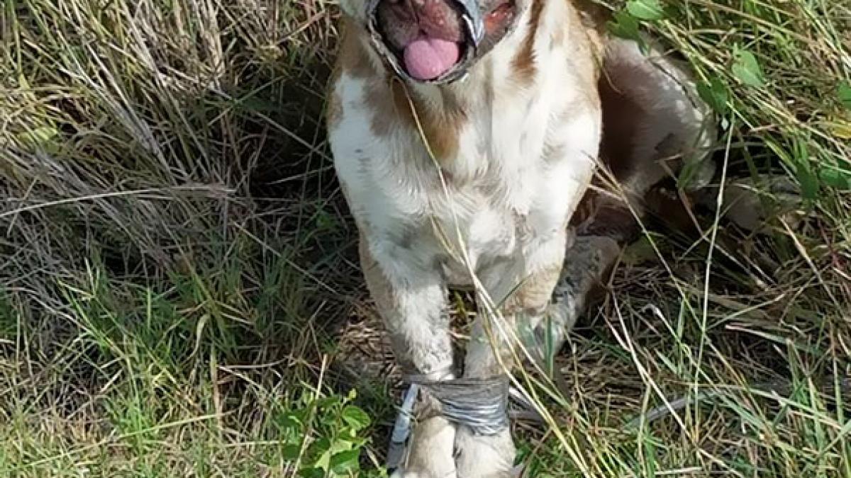 l au gasit pe camp cu botul si labutele lipite cu banda adeziva cum arata acum catelul patrupedul a