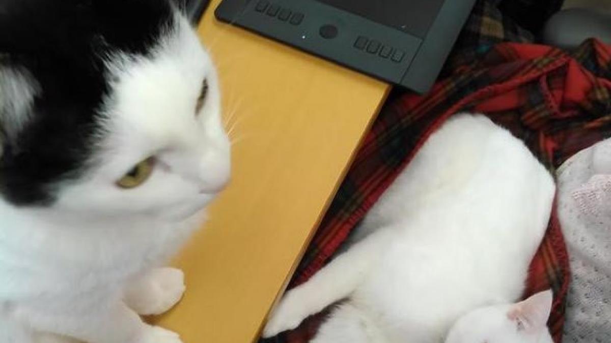 toti iubitorii de animale si ar dori sa lucreze aici ce se intampla in fiecare zi in sediul