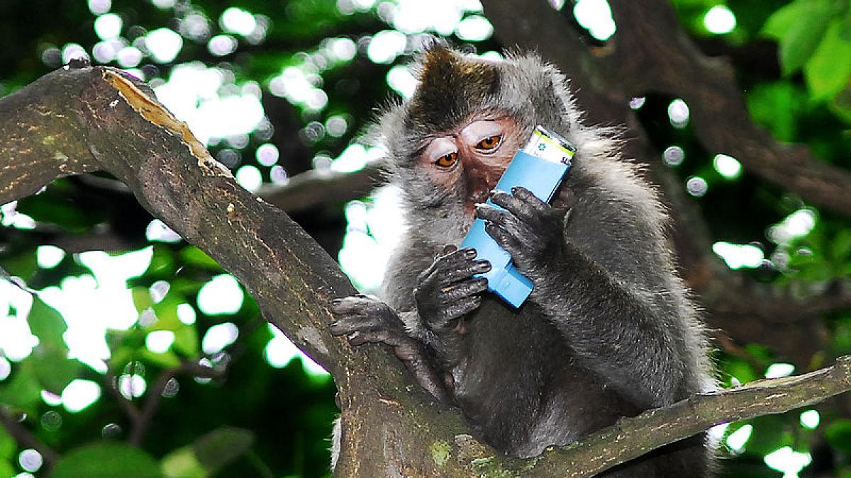 maimutele infractoare care au uimit lumea iti fura bunurile si apoi le dau la schimb pe mancare