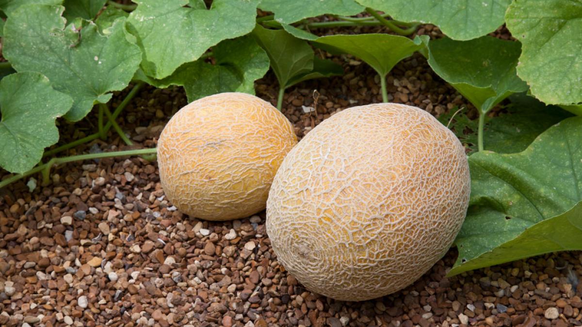 pepeni vanduti la licitatie pe o suma enorma care este explicatia