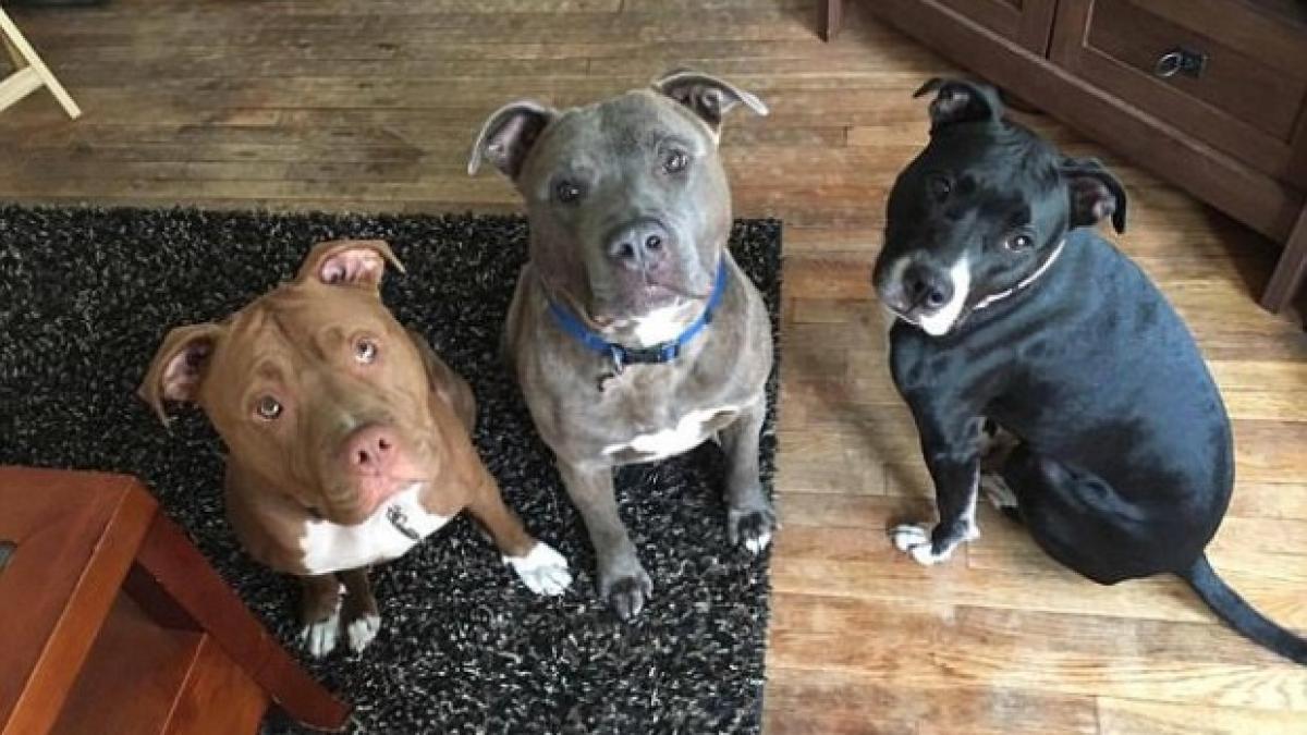 si a lasat fetita singura intr o camera cu trei pitbulli ce a gasit cand s a intors dupa cinci