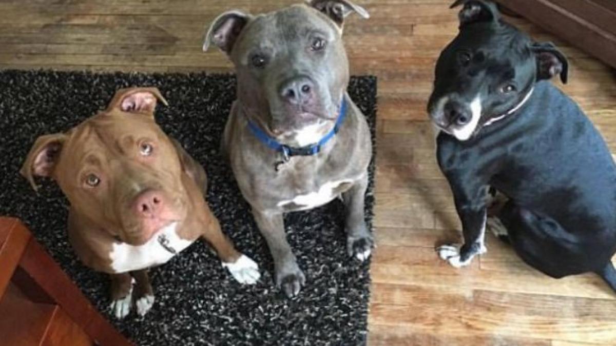 un bebelus de trei saptamani a fost lasat in camera cu trei pitbulli acum toata familia e in stare