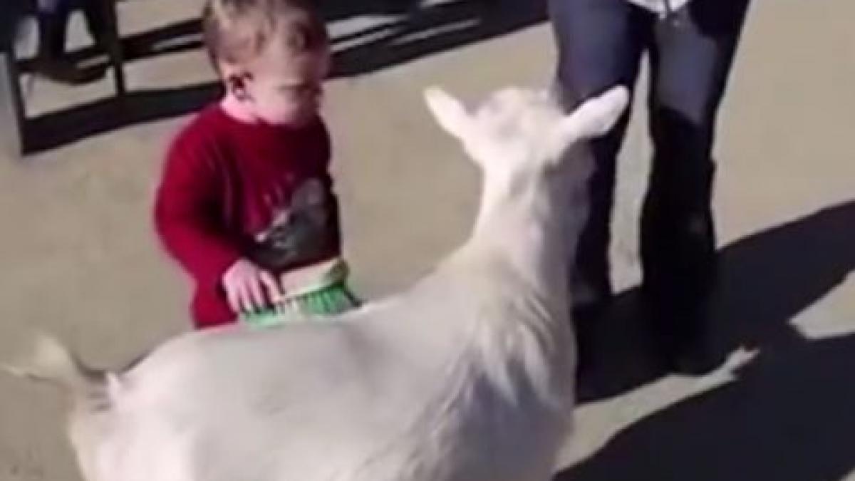 a incercat sa pieptene o capra si s a speriat ingrozitor ce a patit baietelul video