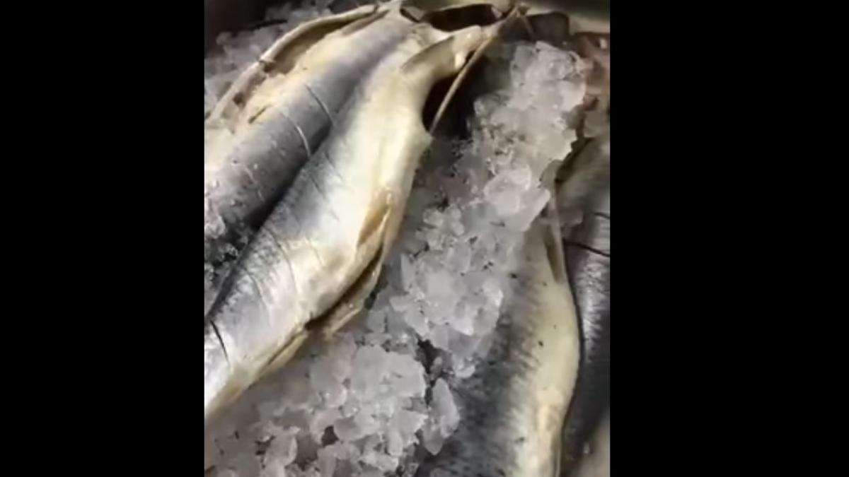 bomba alimentara pe litoral 50 de kilograme de peste stricat gasit la o cherhana din vama veche