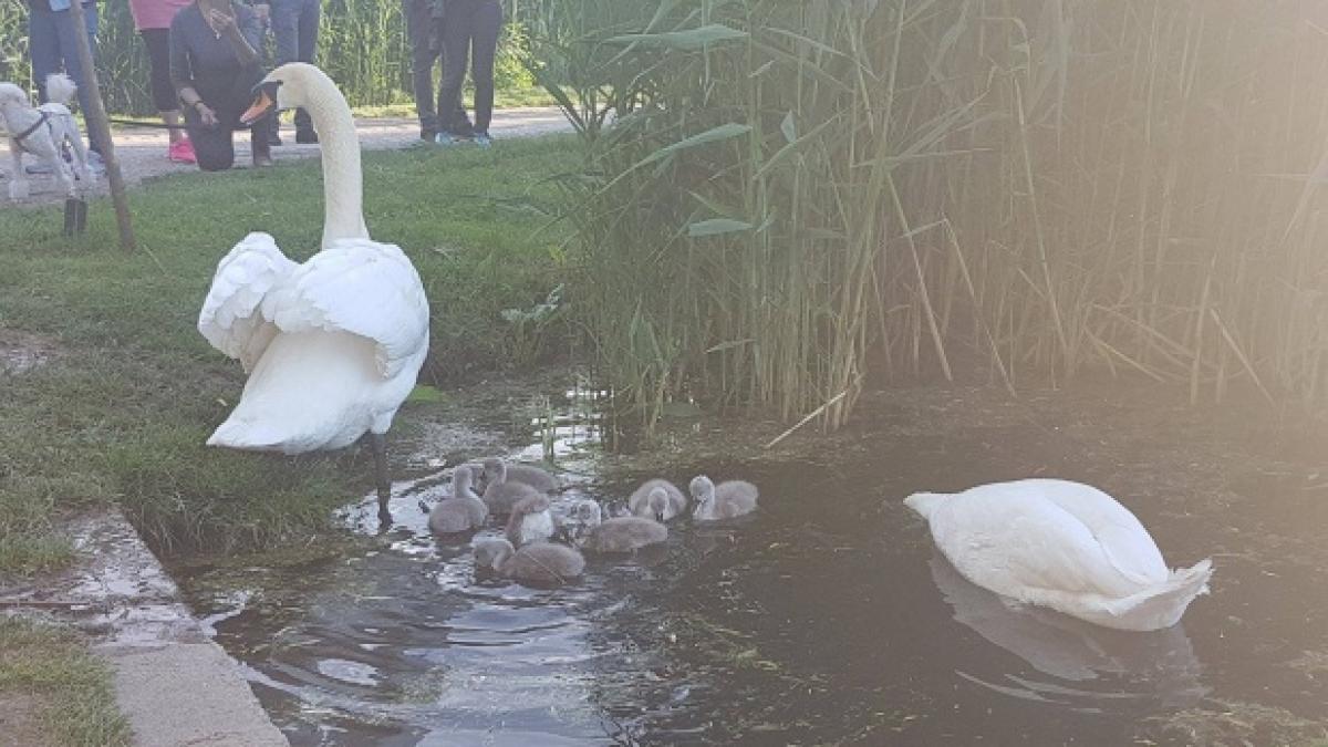 cei opt pui de lebeda din parcul ior au fost furati video