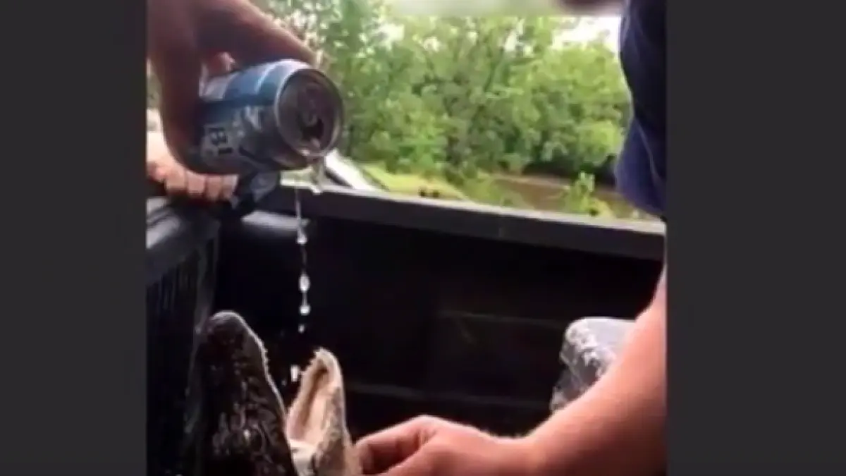 gest socant in statele unite doi barbati au imbatat un pui de aligator ce au patit acestia