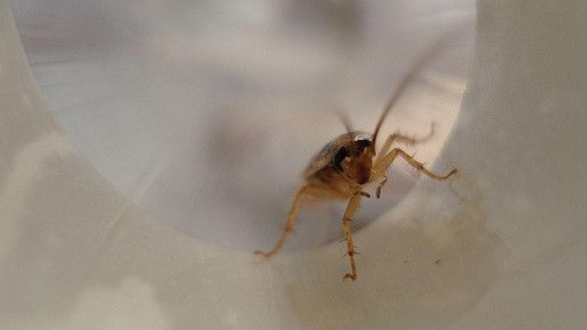 invazie de gandaci in saloanele de copii de la spitalul judetean arad mami omoar o