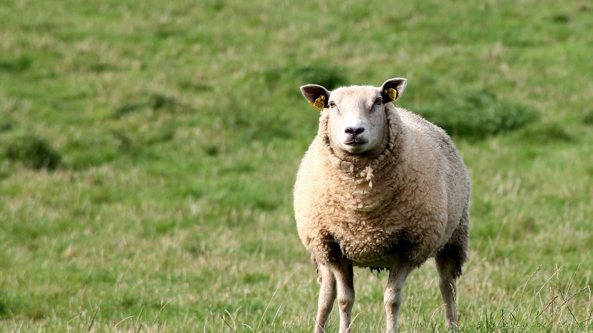 oaia la loc de cinste pe stema unui judet din romania