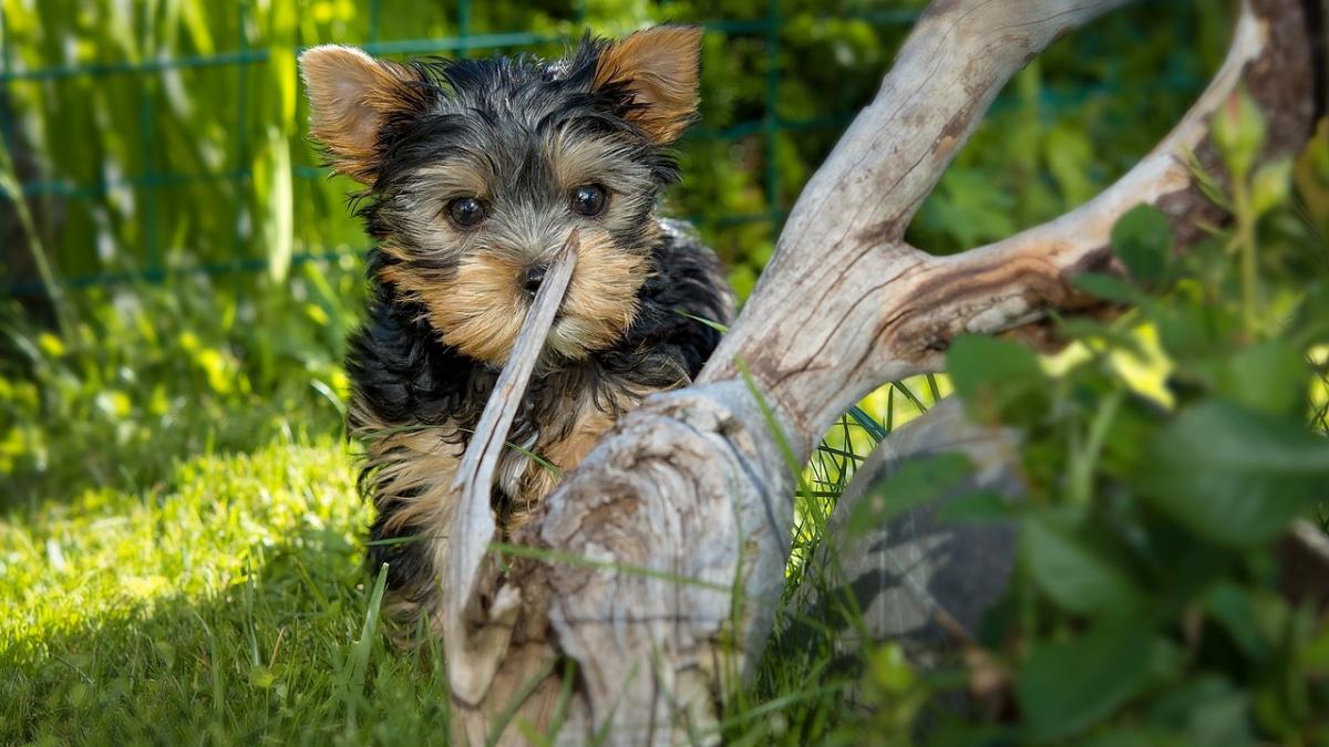 un caine i a salvat viata stapanei sale dupa ce a omorat o cobra in gradina femeii incredibil ce s