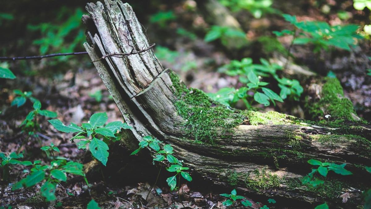 incident dramatic intr un parc din capitala un barbat a fost ranit grav de o creanga uriasa care s