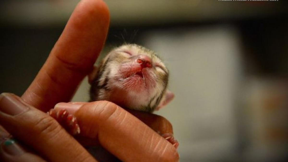 au gasit langa casa un pisoi minuscul dar aparentele inselau ce s a dovedit a fi creatura