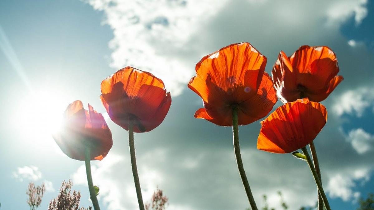 cum va fi vremea in urmatoarele doua saptamani prognoza meteo pe regiuni