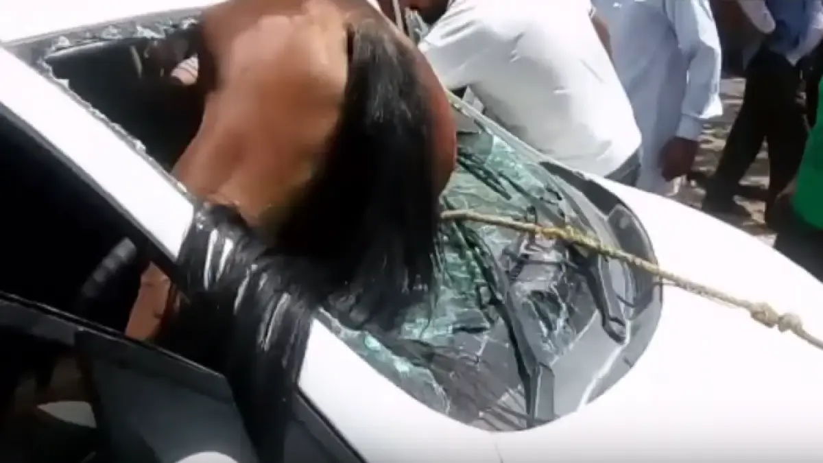 accident socant un cal a intrat prin parbrizul unei masini video