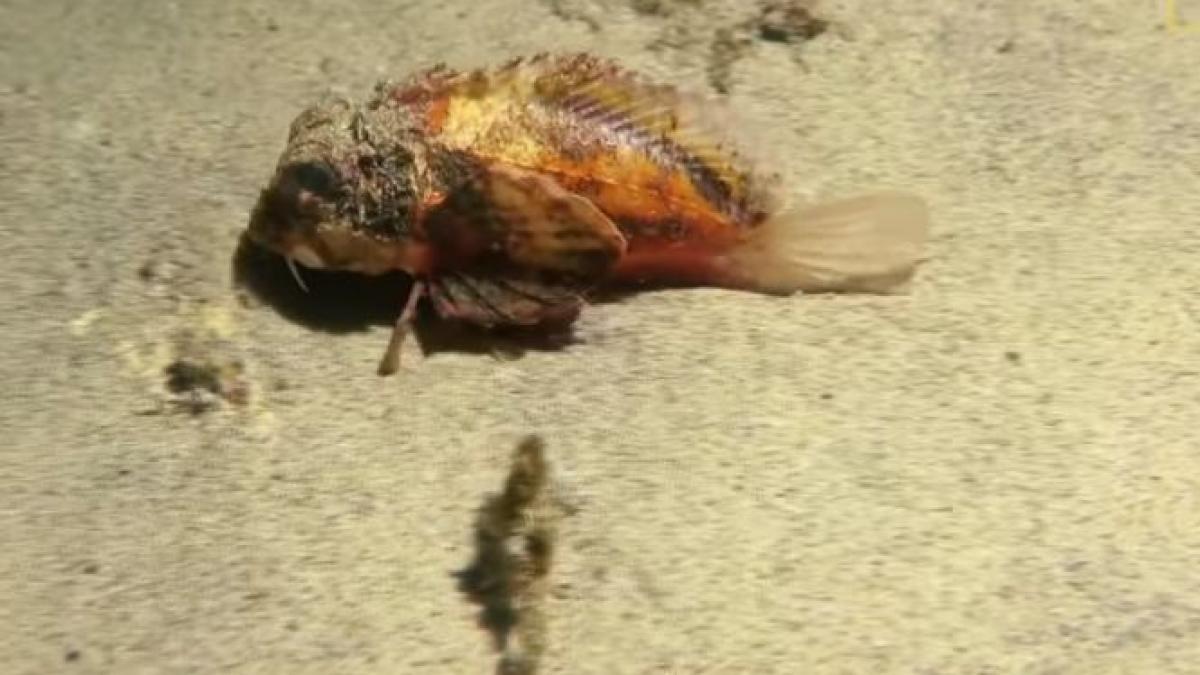 aparitie socanta la malul marii in loc sa inoate un peste mergea pe nisip oamenii de stiinta sunt