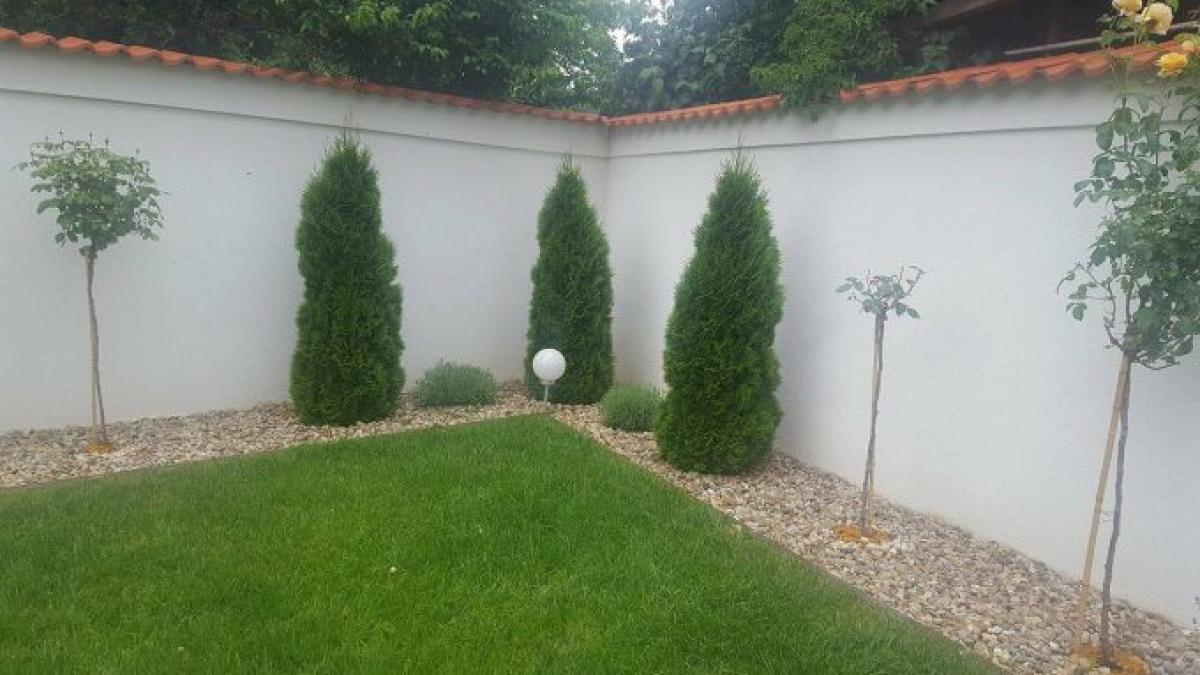 cum sa ai cei mai frumosi tuia de pe strada ta care este secretul unei curti ca in reviste