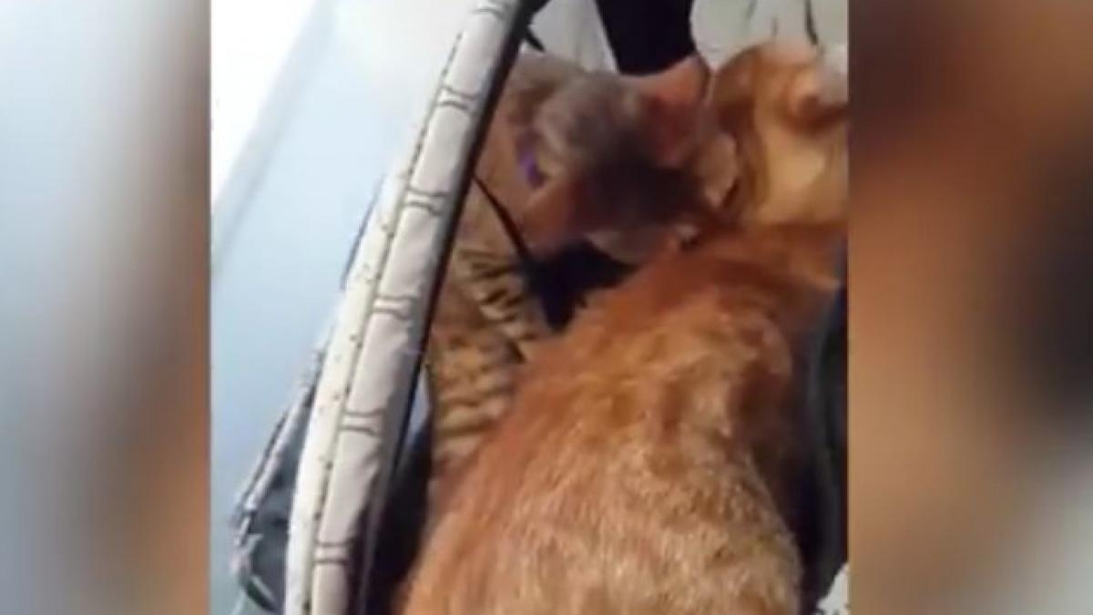 si a dus pisicutele la veterinar ce a urmat i a lasat pe toti fara cuvinte este incredibil foto