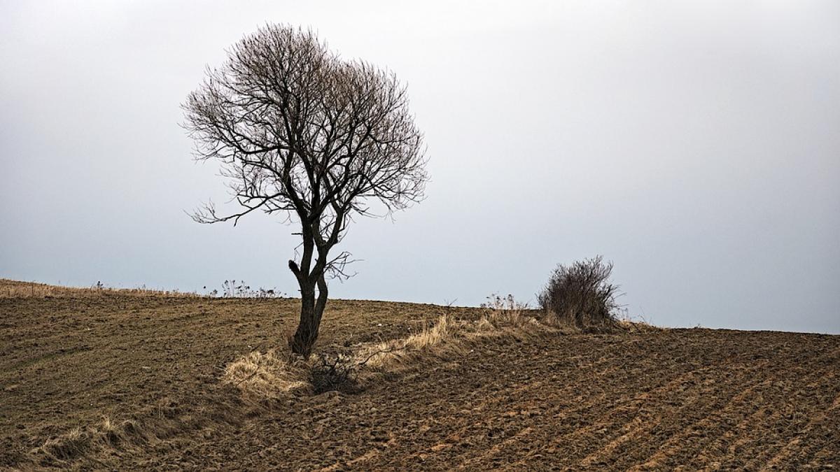 satul nadas din arad fusese retrocedat catre o singura familie ce a decis curtea suprema