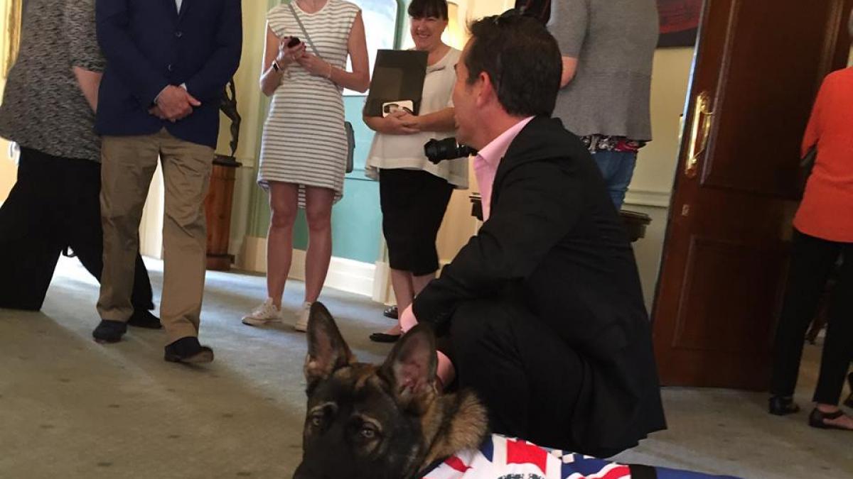 un caine politist a fost concediat pentru un motiv incredibil ce facea acesta