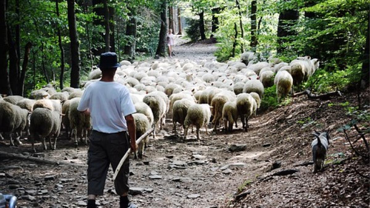 tragedie in retezat cioban omorat in bataie intr un conflict in care au fost implicati alti patru
