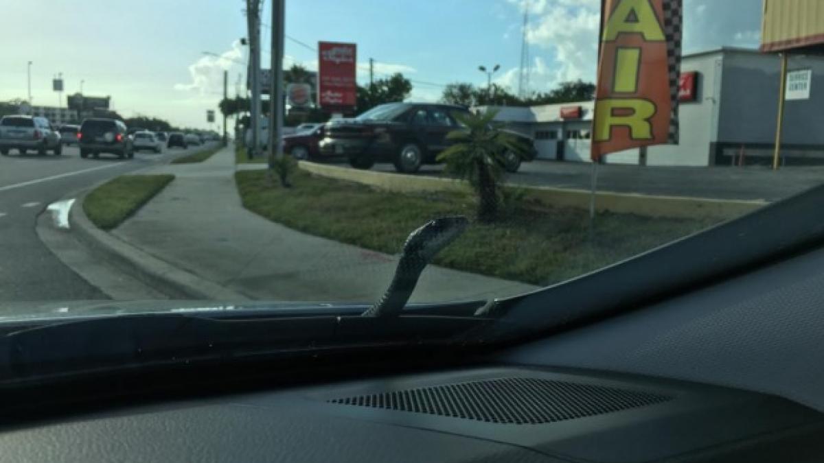 un sofer s a trezit cu un sarpe pe masina in timp ce conducea ce a facut acesta video