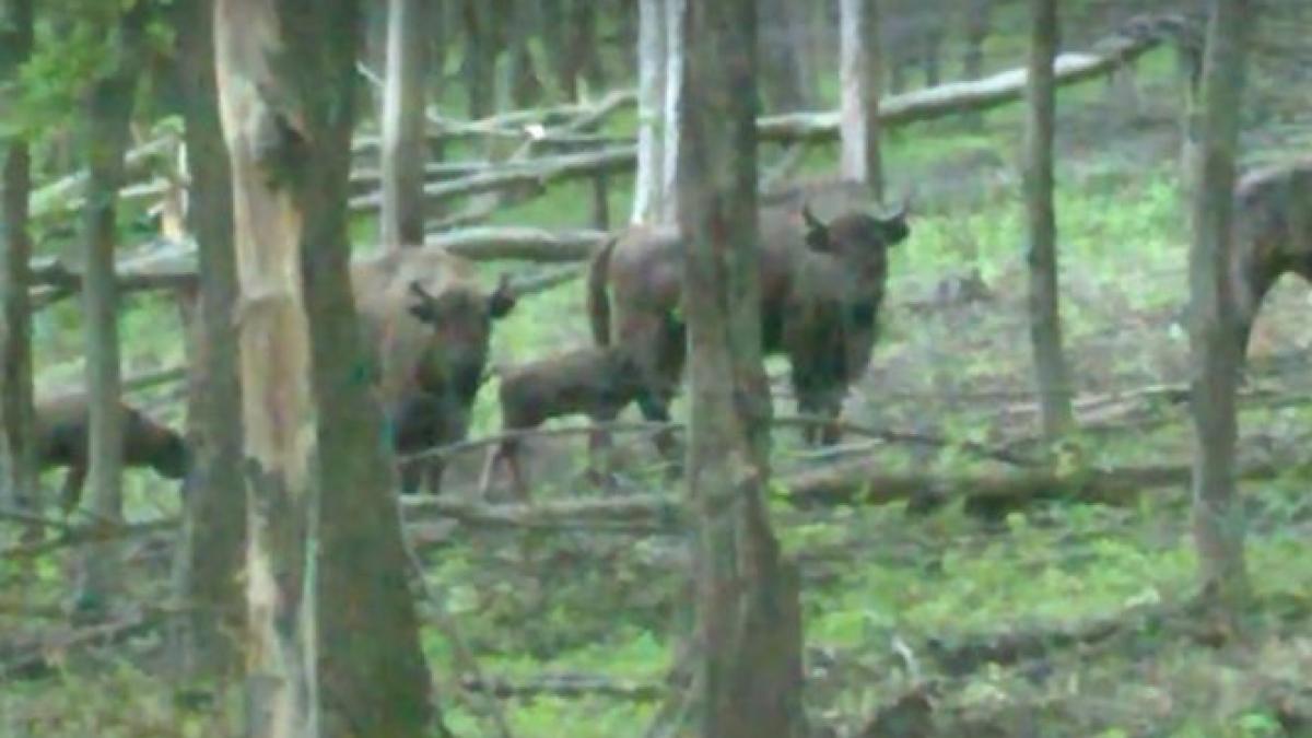 intamplare extraordinara intr o rezervatie de zimbri din romania ce au vazut turistii video